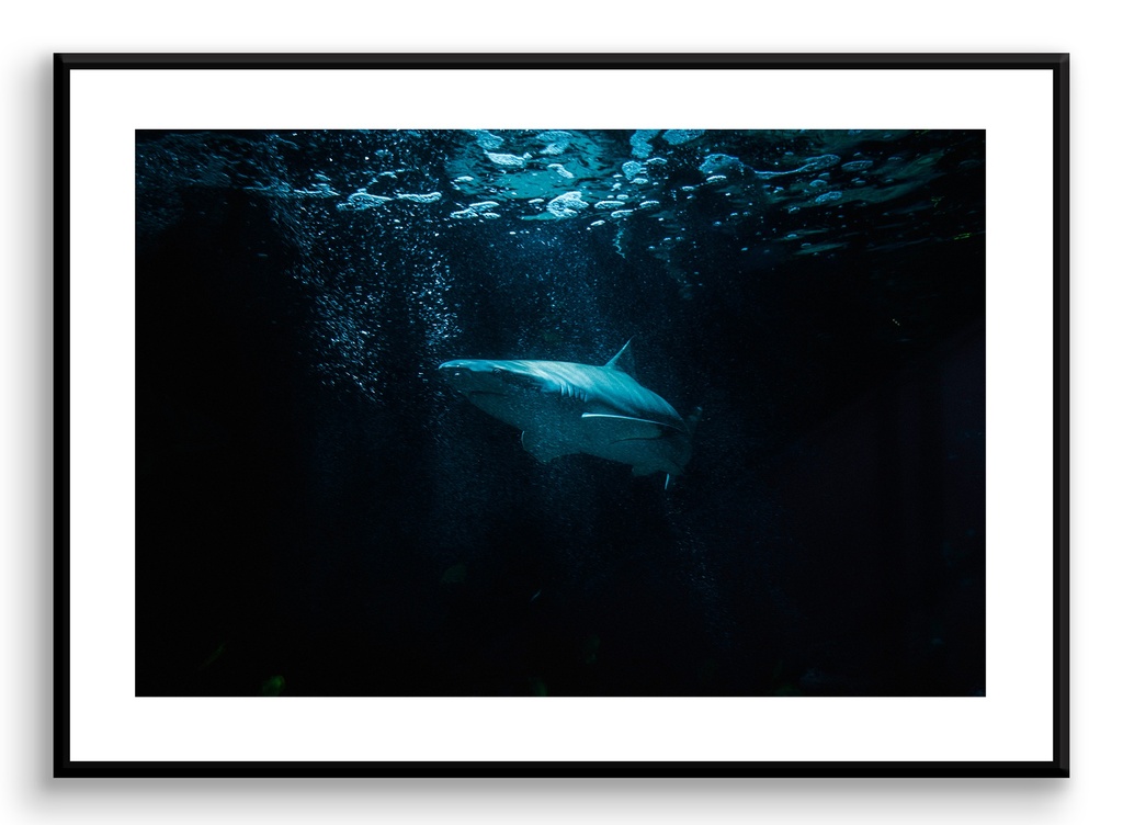 Requin