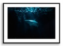 Requin