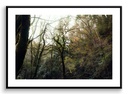 La forêt verte