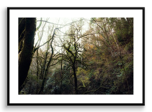 La forêt verte