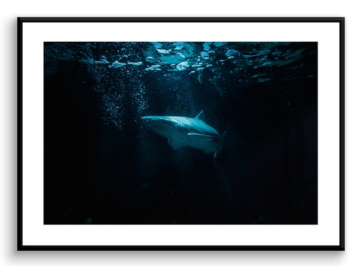 Requin
